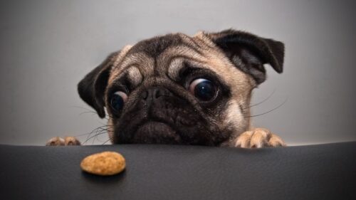 Pug, Dog, Face, Sadness, Cookies HD Wallpapers Free Download