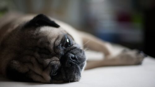 Pug, Dog, Muzzle, Lies HD Wallpapers Free Download