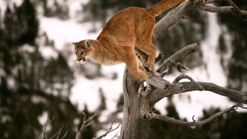 Puma, Branches, Tree, Blurred HD Wallpapers Free Download