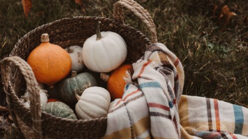 Pumpkin, Basket, Plaid HD Wallpapers Free Download