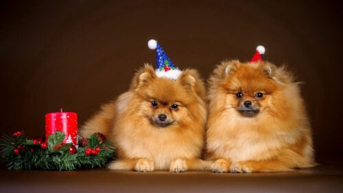 Puppies, Couple, New Year HD Wallpapers Free Download