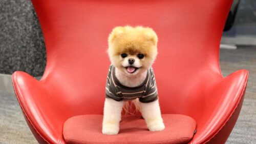 Puppy, Dog, Face, Sit HD Wallpapers Free Download