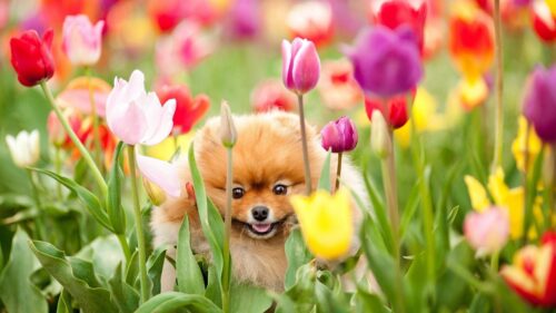 Puppy, Dog, Field, Flowers HD Wallpapers Free Download