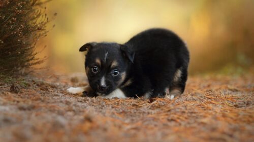 Puppy, Dog, Grass, Eyes HD Wallpapers Free Download