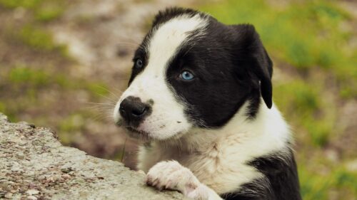 Puppy, Dog, Muzzle, Eyes HD Wallpapers Free Download