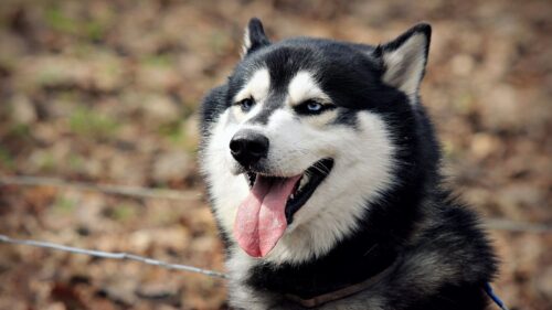 Puppy, Dog, Muzzle, Husk HD Wallpapers Free Download