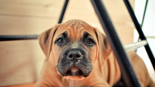 Puppy, Dog, Muzzle, Purebred HD Wallpapers Free Download