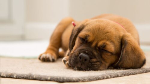 Puppy, Dog, Muzzle, Sleep HD Wallpapers Free Download