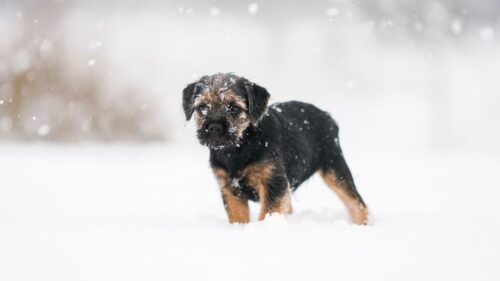 Puppy, Dog, Snow HD Wallpapers Free Download