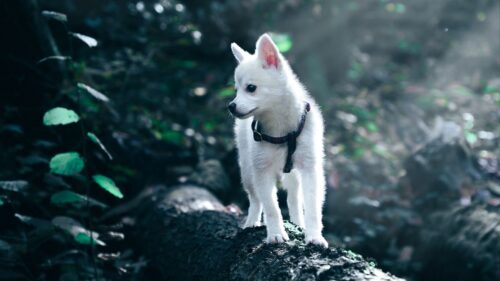 Puppy, Dog, White HD Wallpapers Free Download (2)