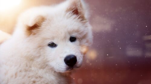 Puppy, Dog, White HD Wallpapers Free Download
