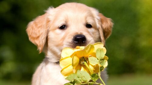 Puppy, Face, Flower HD Wallpapers Free Download