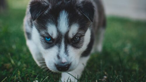 Puppy, Husky, Dog HD Wallpapers Free Download