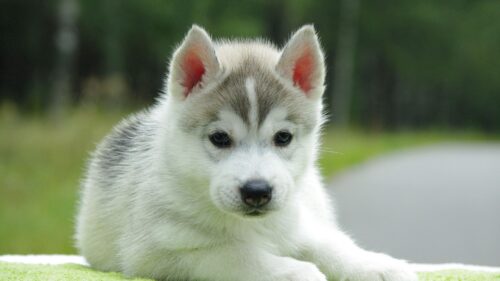 Puppy, Husky, Down, Cute HD Wallpapers Free Download
