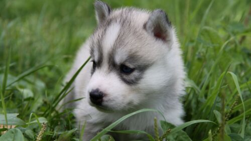 Puppy, Husky, Grass, Sit HD Wallpapers Free Download
