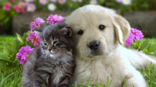 Puppy, Kitten, Flowers, Grass HD Wallpapers Free Download
