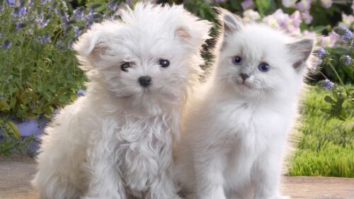 Puppy, Kitten, Pair, Friendship HD Wallpapers Free Download