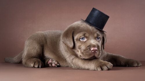 Puppy, Labrador, Hat, Dog HD Wallpapers Free Download