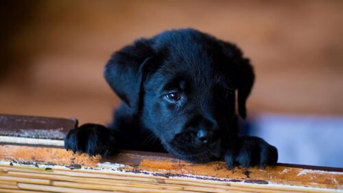 Puppy, Labrador, Retriever, Look HD Wallpapers Free Download