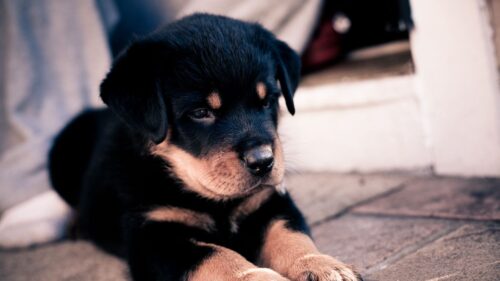 Puppy, Rottweiler, Dog, Paws HD Wallpapers Free Download