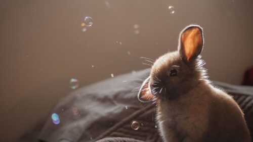 Rabbit, Ears, Bubbles HD Wallpapers Free Download
