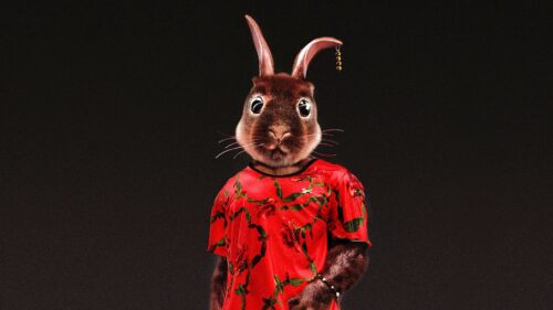 Rabbit, Style, Funny HD Wallpapers Free Download