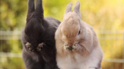 Rabbits, Paws, Muzzle, Fluffy HD Wallpapers Free Download