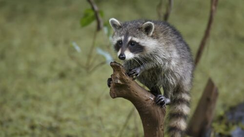 Raccoon, Tree, Branch, Striped HD Wallpapers Free Download