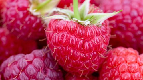 Raspberry, Berries, Ripe HD Wallpapers Free Download
