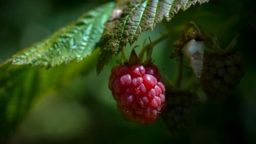 Raspberry, Berry, Ripe HD Wallpapers Free Download