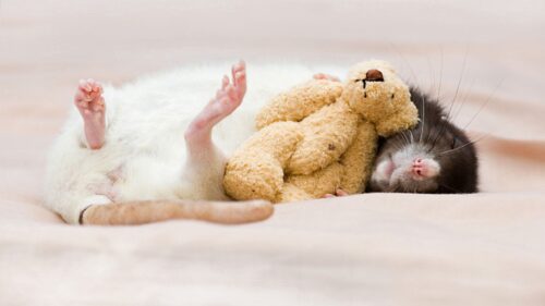 Rat, Toy, Dream, Rodent HD Wallpapers Free Download