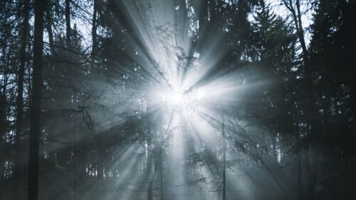 Rays, Forest, Trees HD Wallpapers Free Download