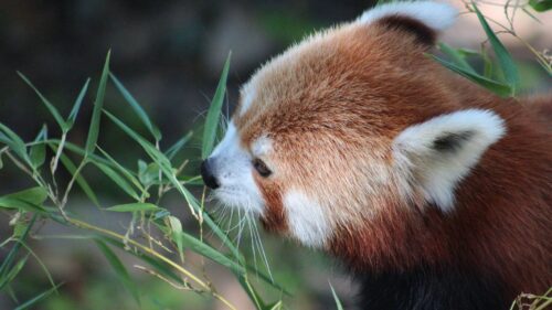 Red, Panda, Grass, Muzzle, Panda HD Wallpapers Free Download