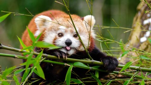 Red Panda, Panda, Tongue HD Wallpapers Free Download
