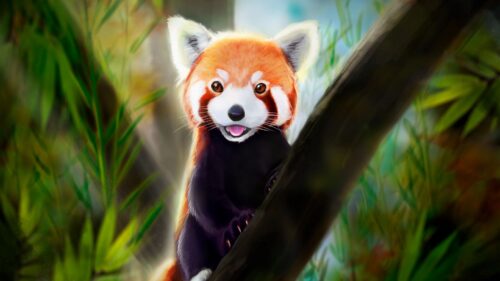 Red Panda, Tongue, Protruding HD Wallpapers Free Download