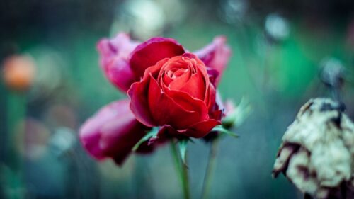 Red, Rose, Bud, Stem, Blur HD Wallpapers Free Download