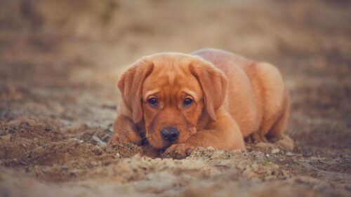 Retriever, Labrador, Dog, Puppy HD Wallpapers Free Download