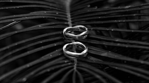 Rings, Branch, Palm, Tree HD Wallpapers Free Download