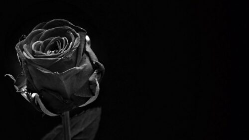 Rose, Black, Bud Wallpapers Free Download