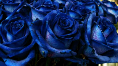 Rose, Blue, Bouquet Wallpapers Free Download