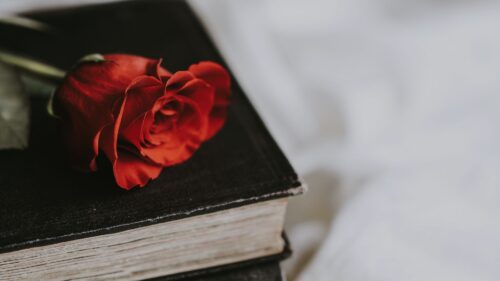 Rose Book, Flower, Blur Wallpapers Free Download