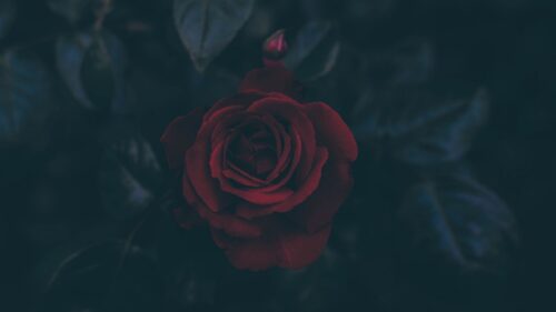 Rose, Bud, Dark, Leaves Wallpapers Free Download