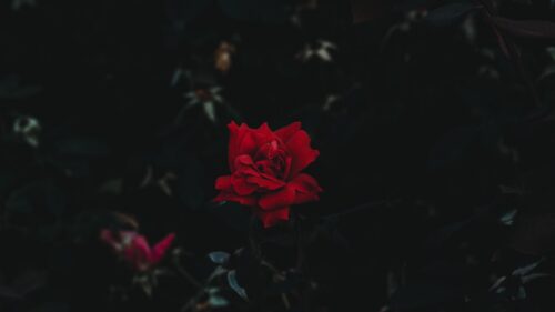 Rose, Bud, Flower, Dark, Background Wallpapers Free Download