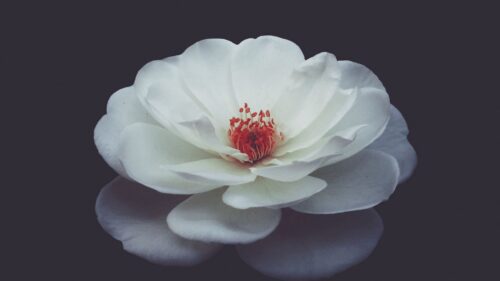 Rose, Bud, Petals Wallpapers Free Download (2)