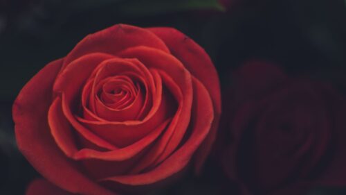 Rose, Bud, Petals Wallpapers Free Download (3)