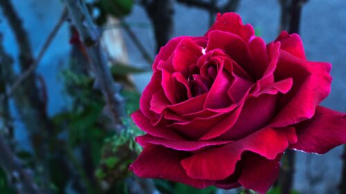 Rose, Bud, Petals Wallpapers Free Download