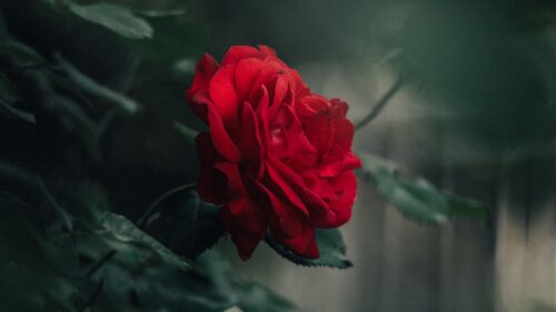 Rose, Bud, Red Wallpapers Free Download (2)