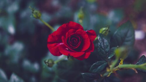Rose, Bud, Red Wallpapers Free Download (5)