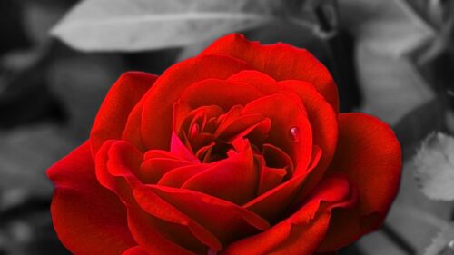 Rose, Bud, Red Wallpapers Free Download (6)