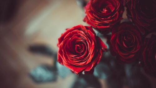 Rose, Bud, Red Wallpapers Free Download (7)
